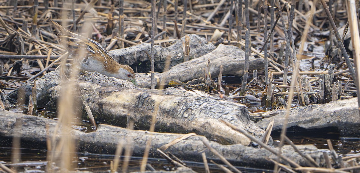 Погоныш-крошка - ML645827313