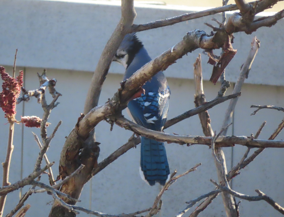 Голубая сойка - ML645827314