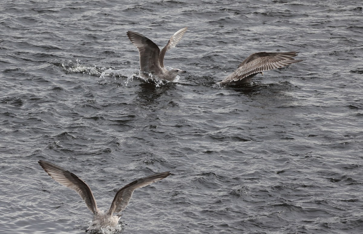 Американская чайка - ML645827316