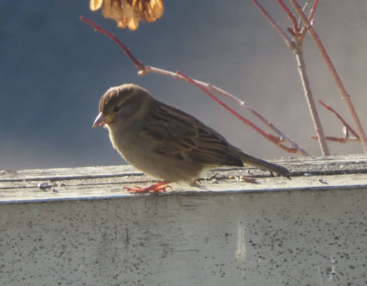 Домовый воробей - ML645827317