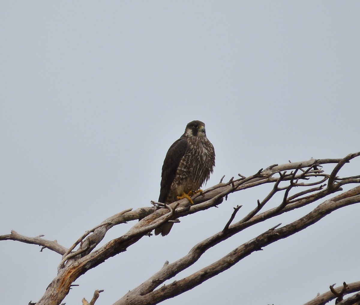 Сапсан - ML645827318