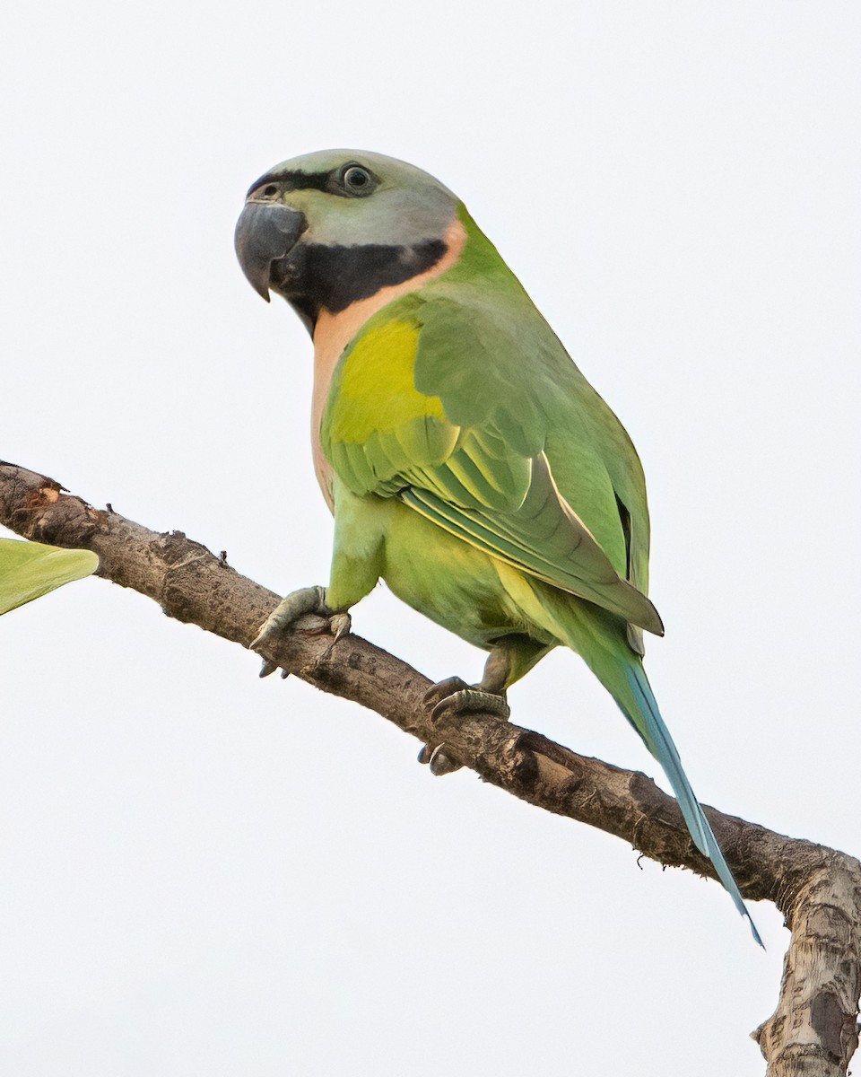 Розовогрудый кольчатый попугай - ML645827319