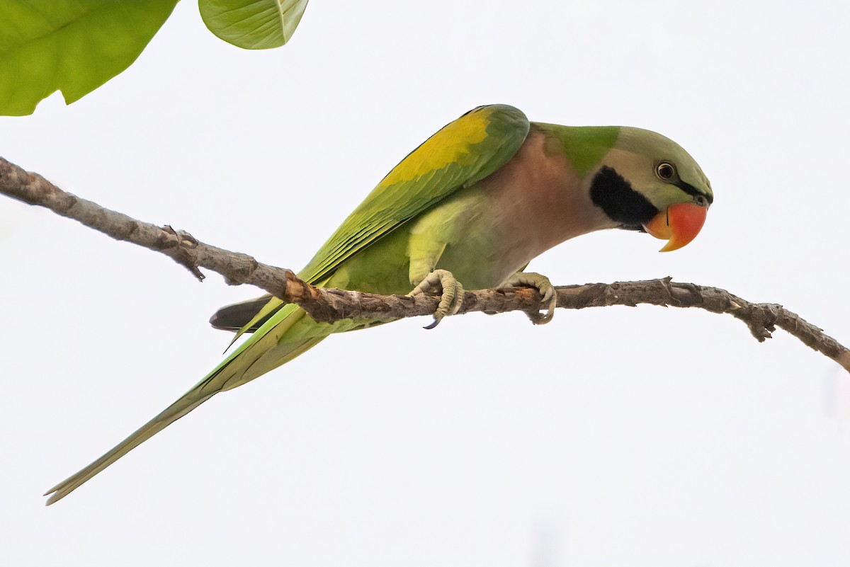 Розовогрудый кольчатый попугай - ML645827320