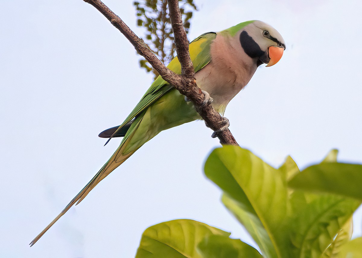 Розовогрудый кольчатый попугай - ML645827321