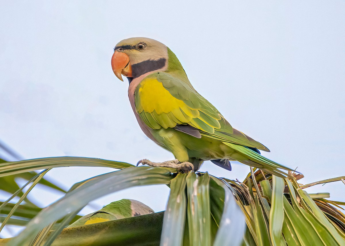 Розовогрудый кольчатый попугай - ML645827322