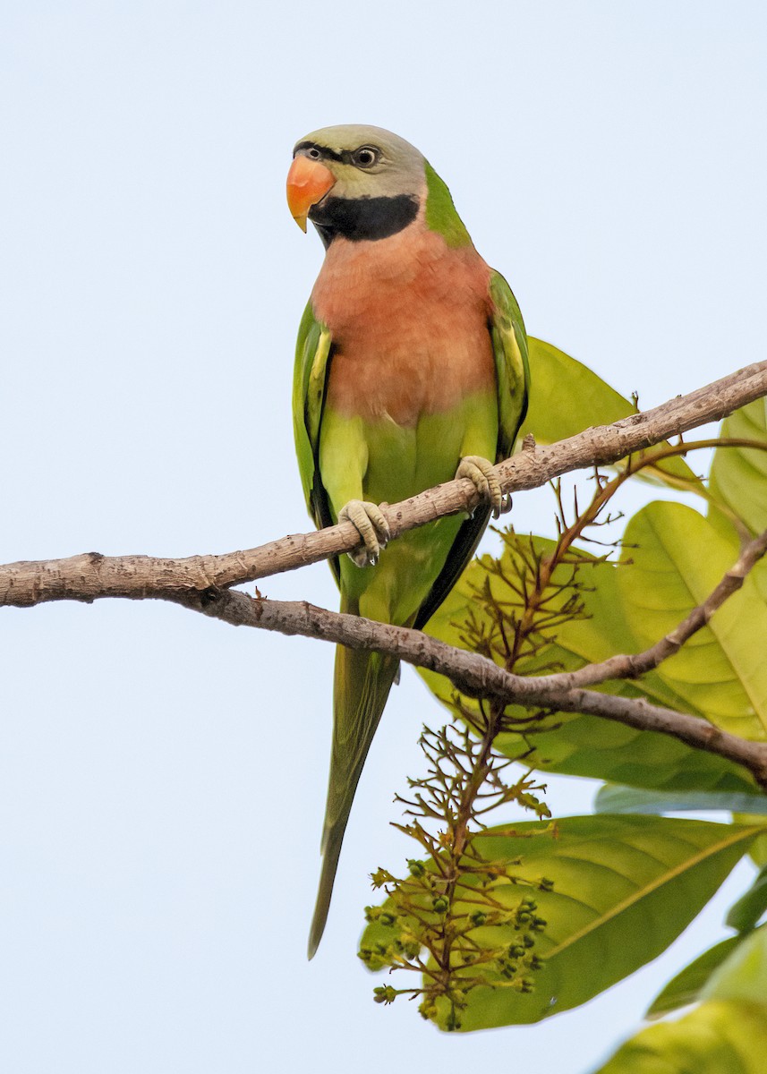 Розовогрудый кольчатый попугай - ML645827323