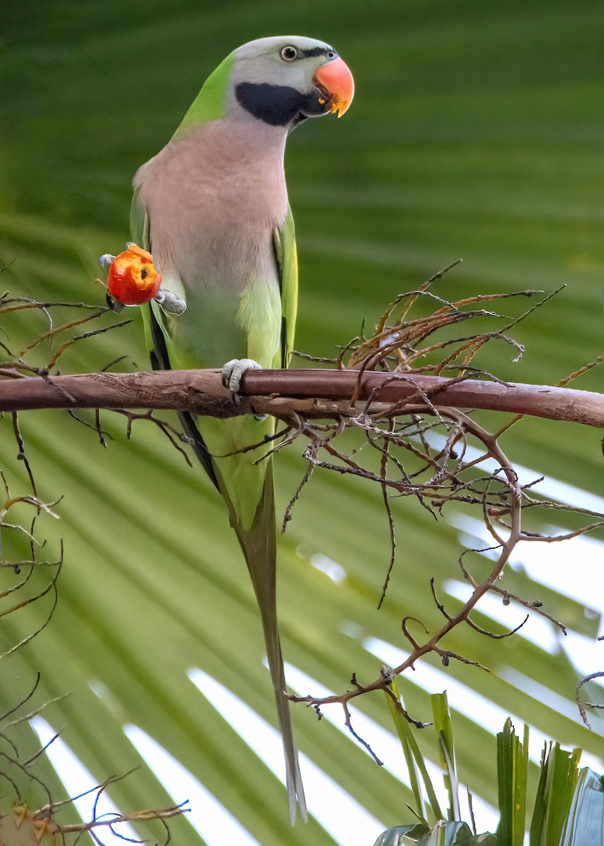 Розовогрудый кольчатый попугай - ML645827324