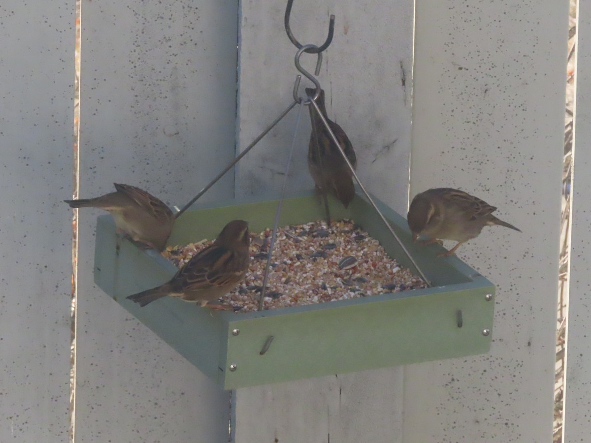 Домовый воробей - ML645827325