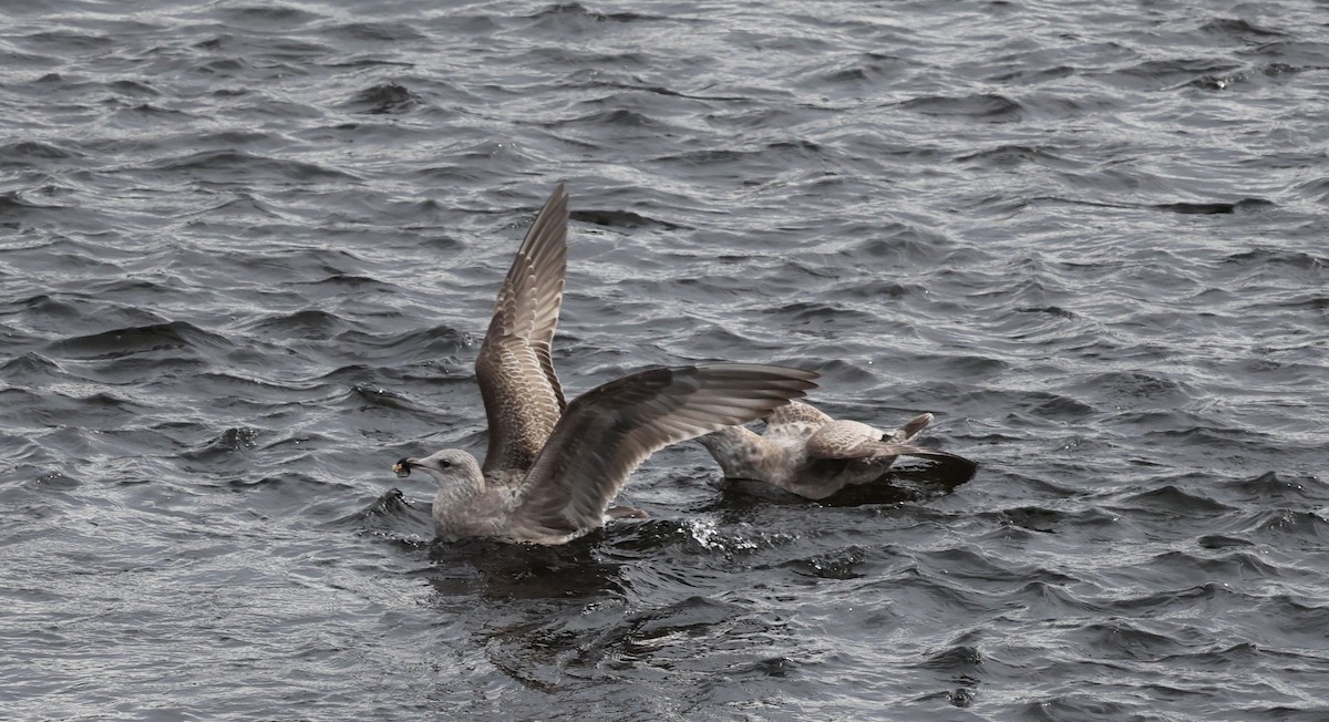 Американская чайка - ML645827326