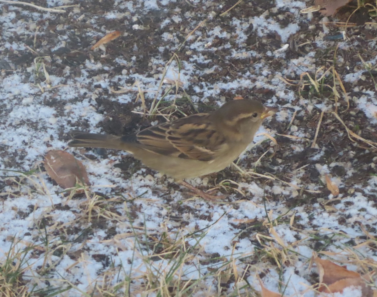 Домовый воробей - ML645827327