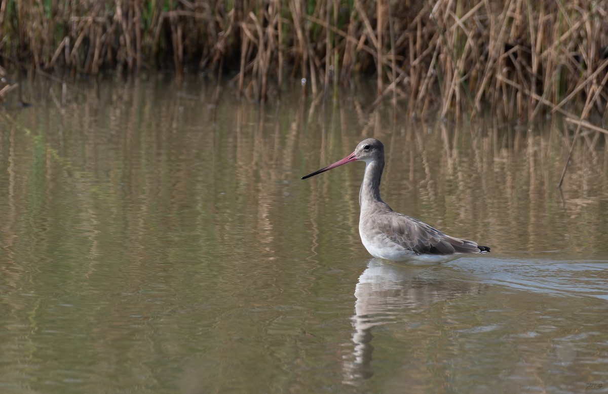 Большой веретенник - ML645827329