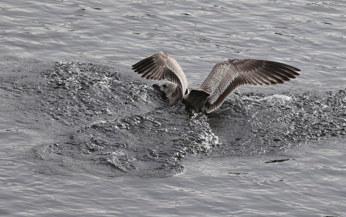 Американская чайка - ML645827331