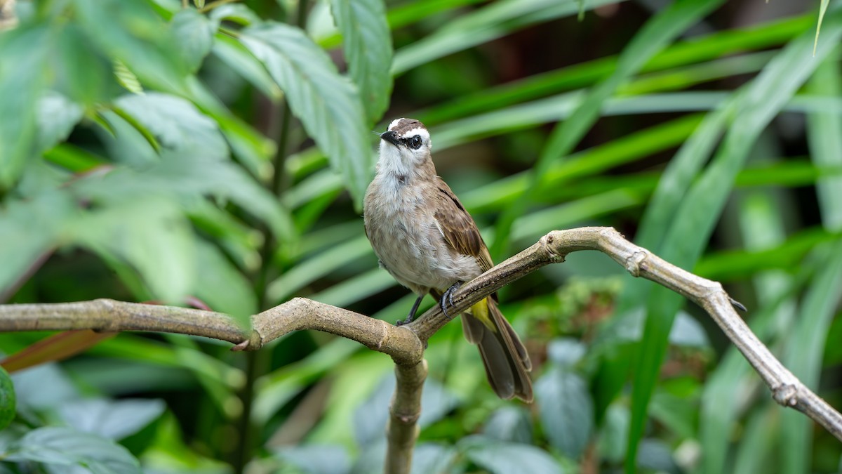 Белобровый бюльбюль - ML645827333