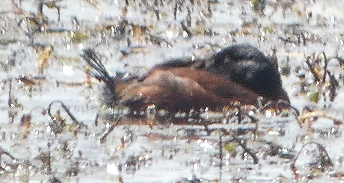 Австралийская савка - ML645827341