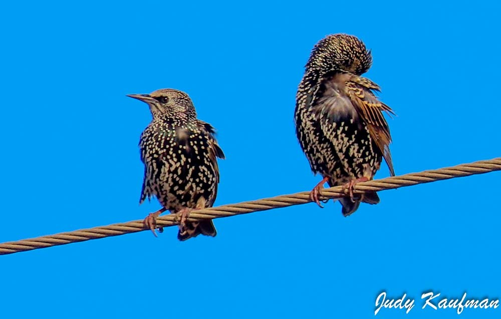 Обыкновенный скворец - ML645827342