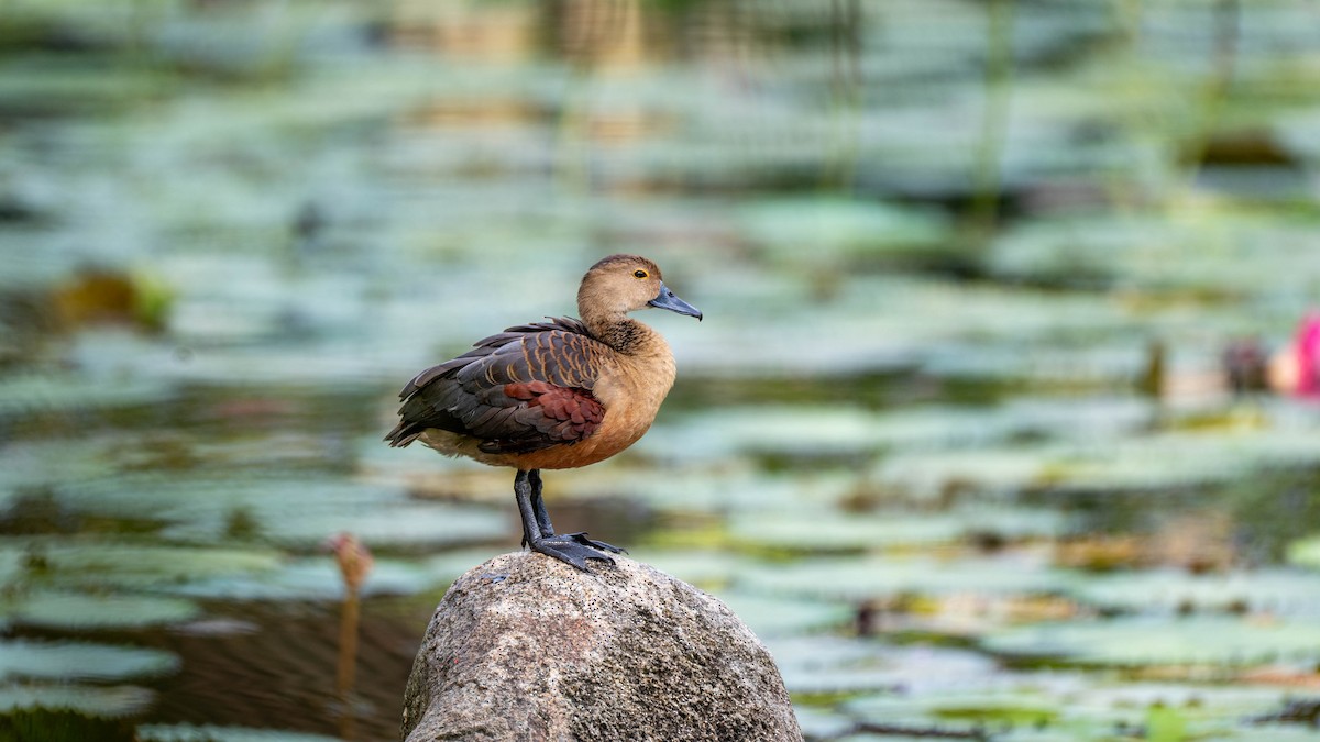 Малая древесная утка - ML645827343