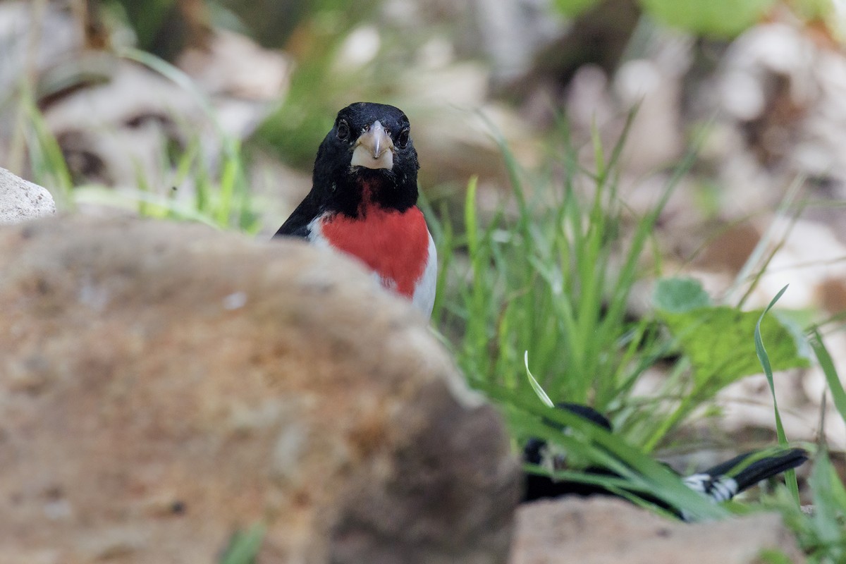 Розовогрудый толстонос - ML645827345