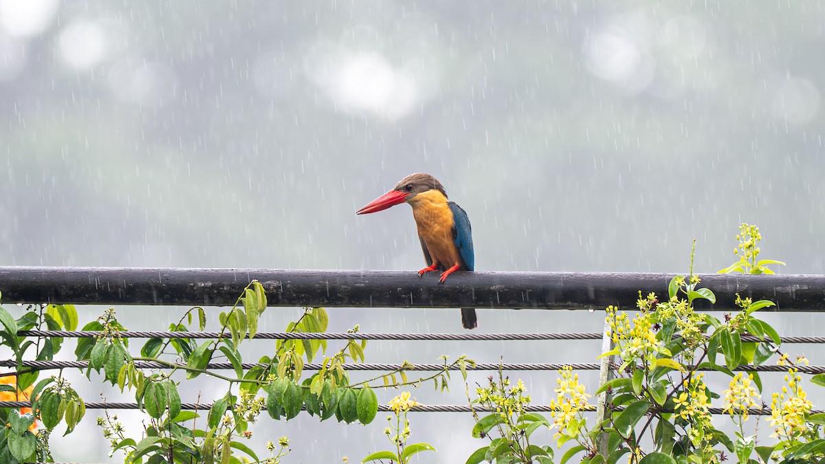 Аистоклювый гуриал - ML645827358