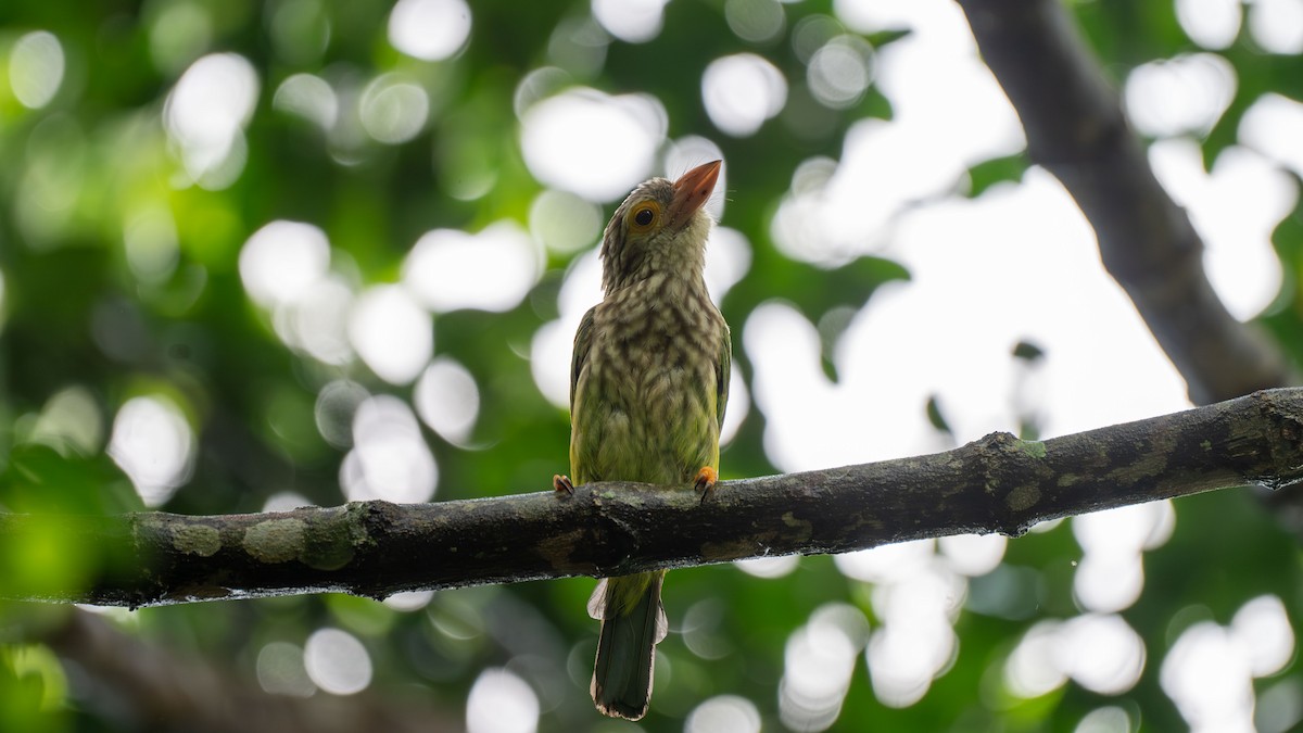 Lineated Barbet - ML645827361