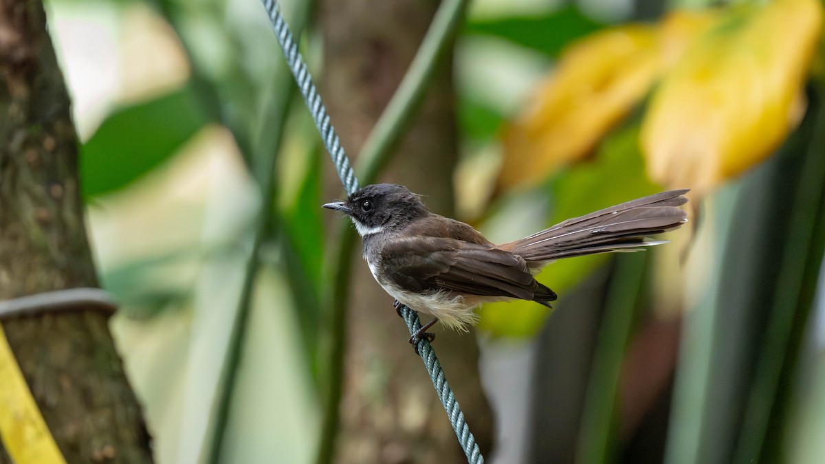 Malaysian Pied-Fantail - ML645827374