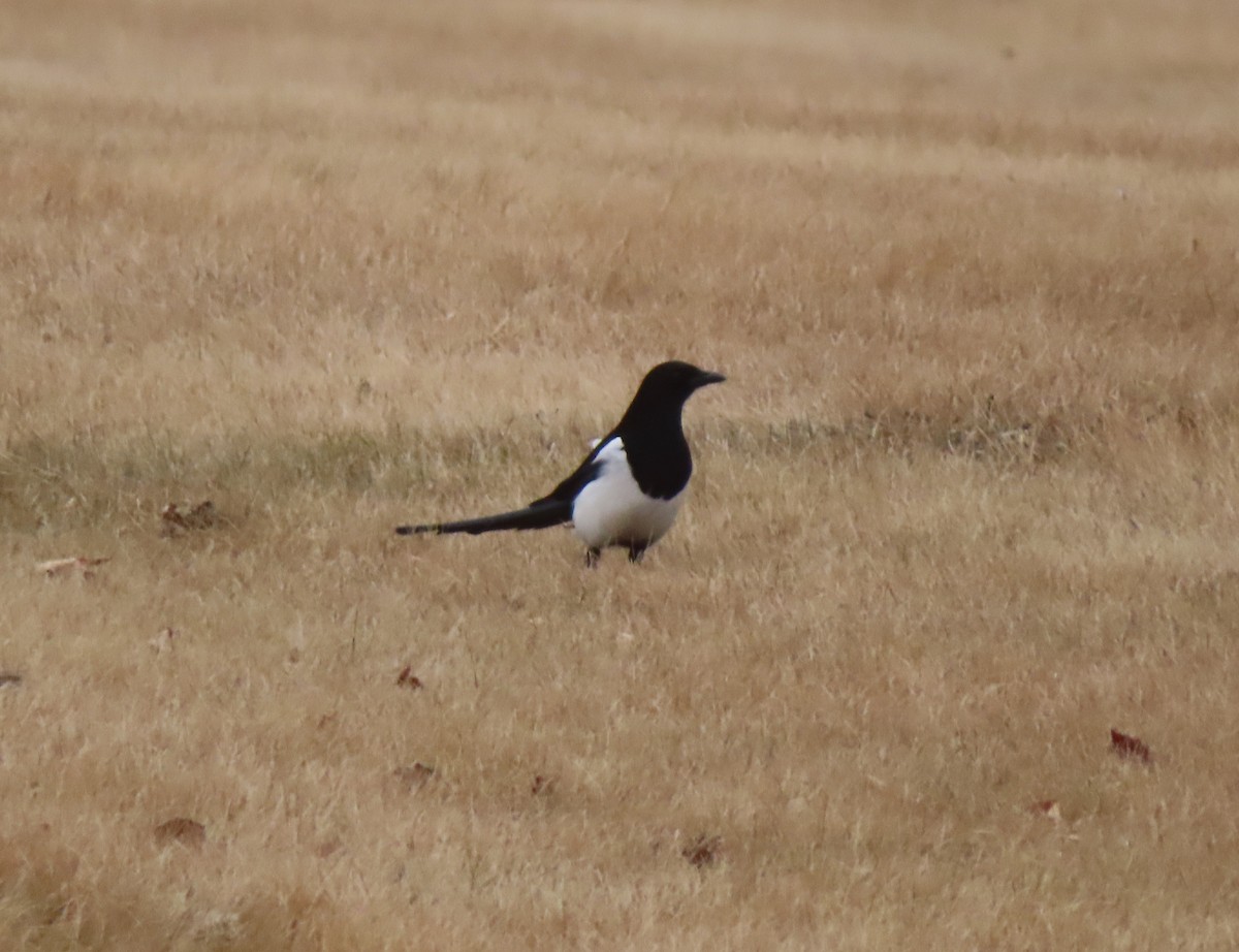 straka americká - ML645827378