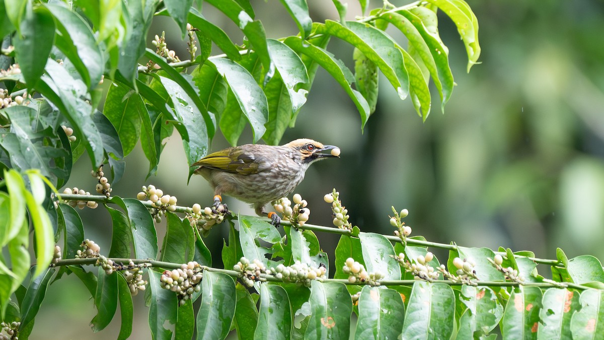 Straw-headed Bulbul - ML645827379