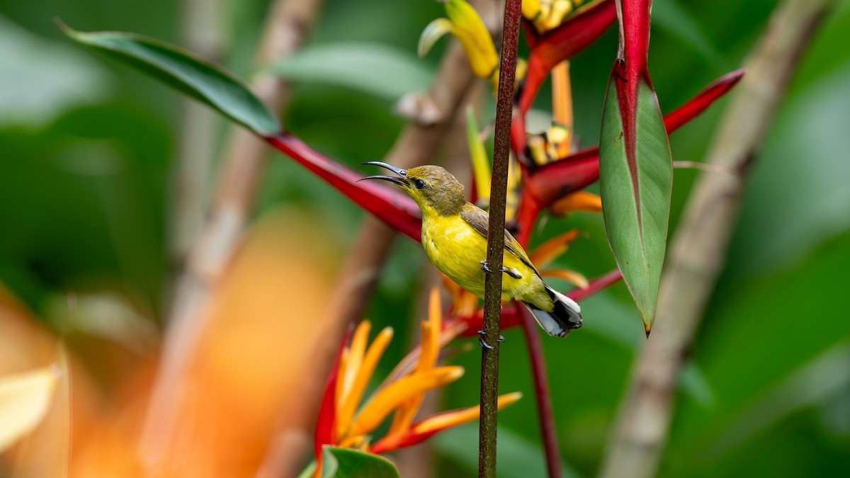 Ornate Sunbird - ML645827385