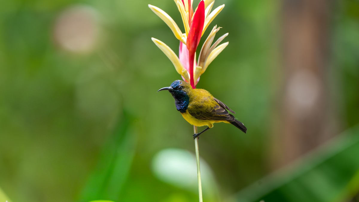 Ornate Sunbird - ML645827388