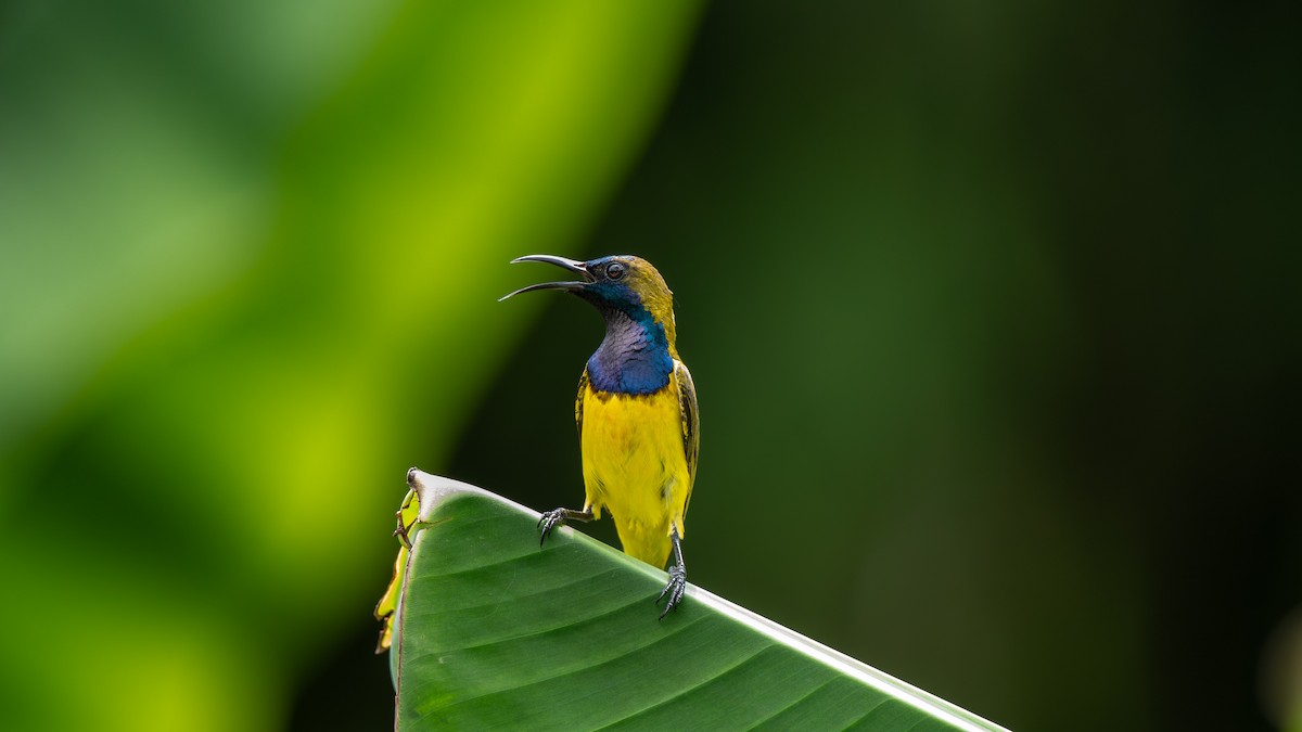 Ornate Sunbird - ML645827389