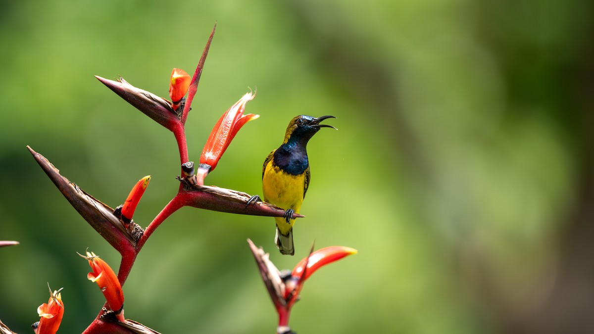 Ornate Sunbird - ML645827390