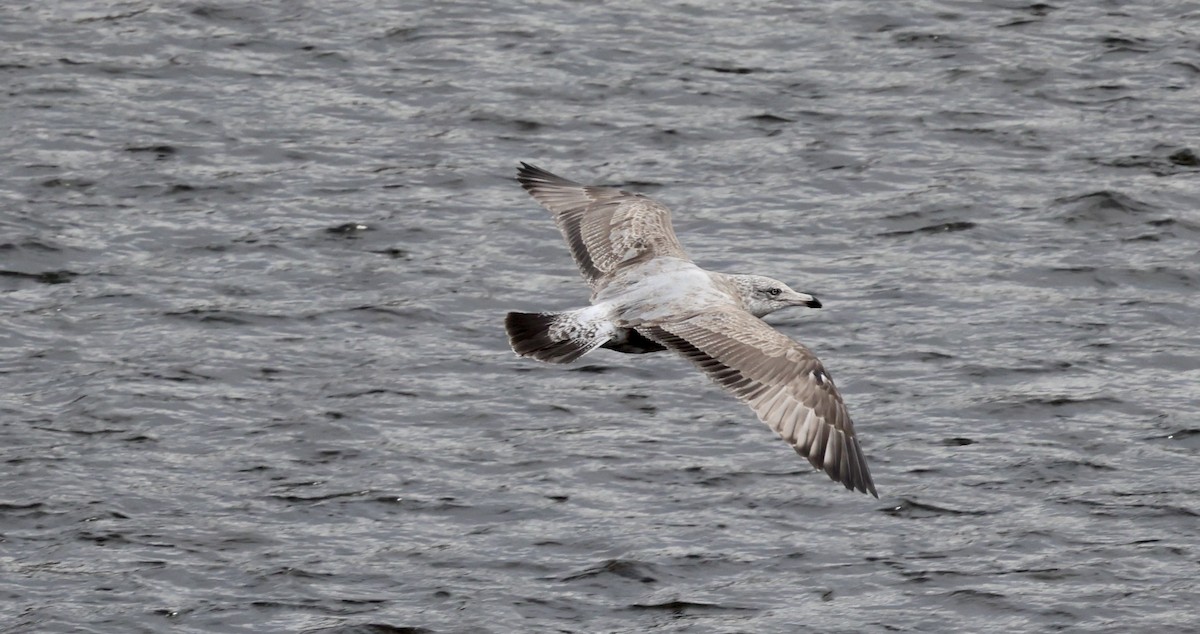 Kaio hauskara amerikarra - ML645827395