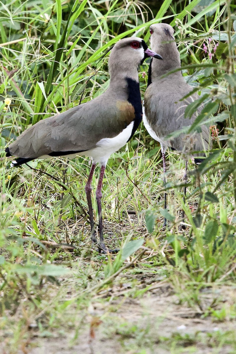 Southern Lapwing - ML645827396