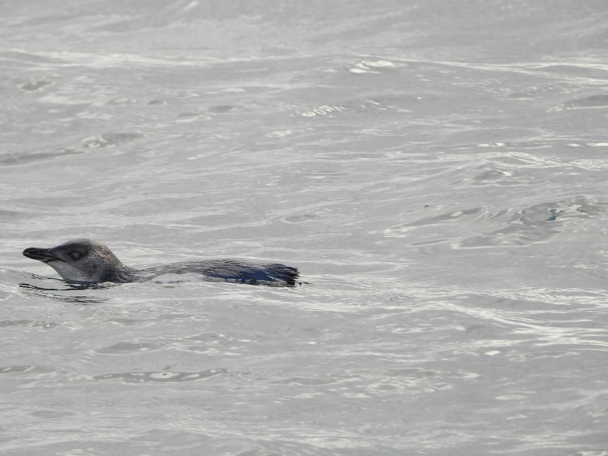 Little Penguin - ML645827397