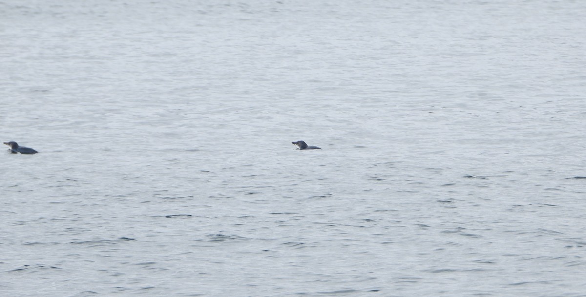 Little Penguin - ML645827399