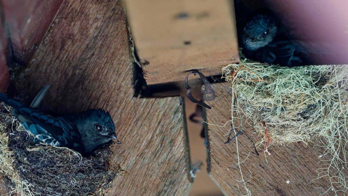 salangana světlebřichá - ML645827402