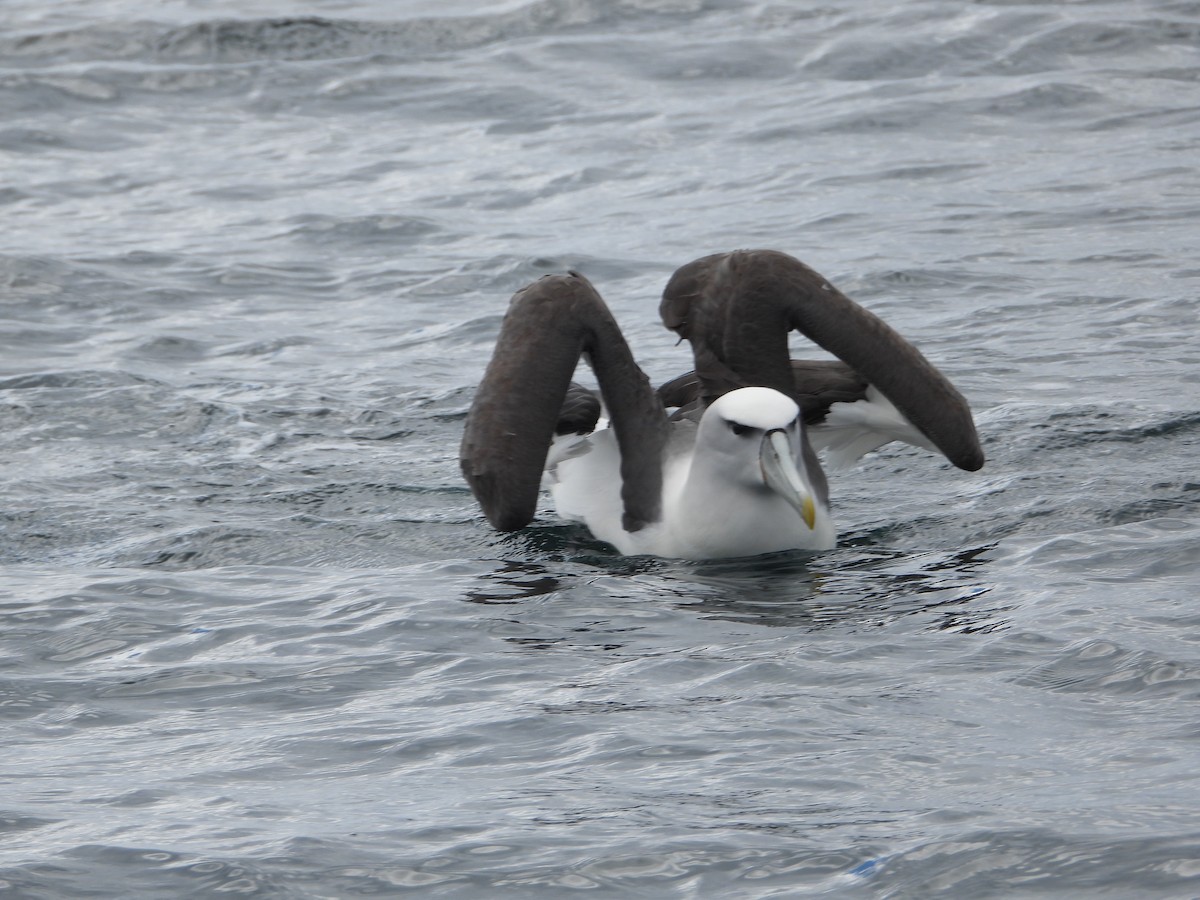 White-capped Albatross - ML645827410