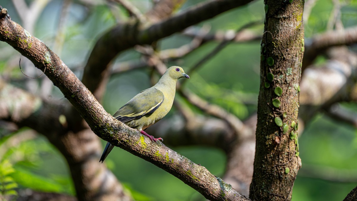 Pink-necked Green-Pigeon - ML645827417