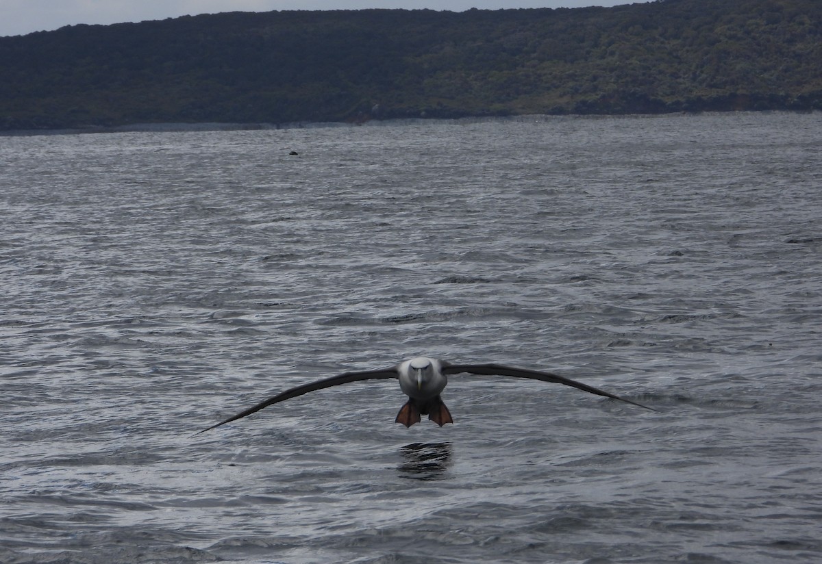 White-capped Albatross - ML645827418