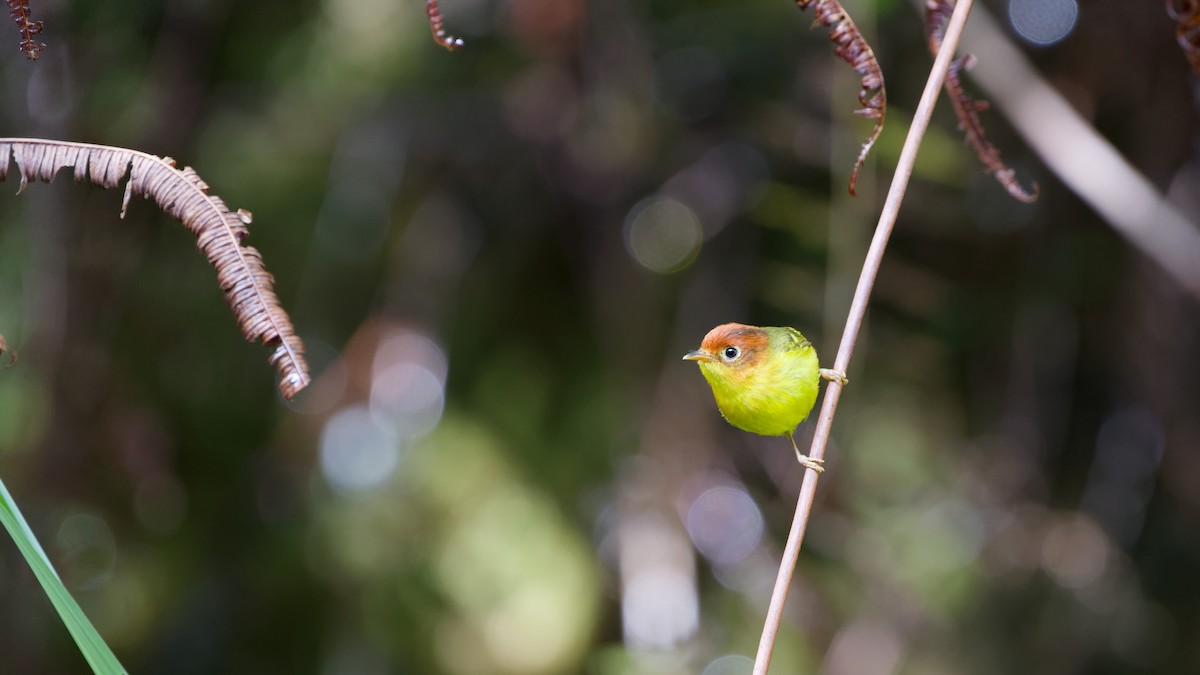 チャガシラモリムシクイ - ML645827419