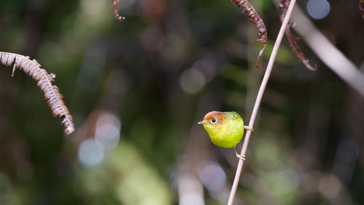 チャガシラモリムシクイ - ML645827420