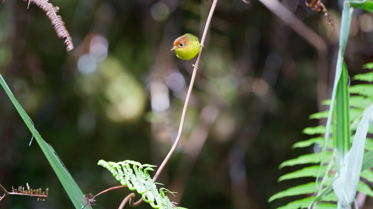 チャガシラモリムシクイ - ML645827421