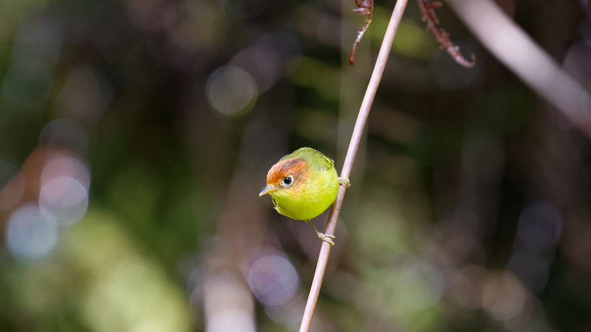 チャガシラモリムシクイ - ML645827422