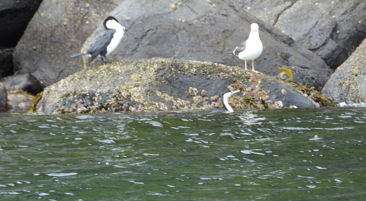 Pied Cormorant - ML645827426