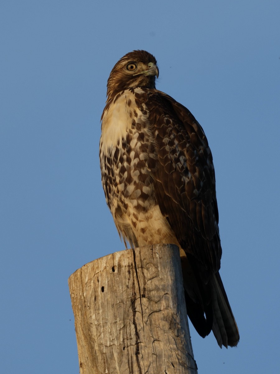 Red-tailed Hawk - ML645827430