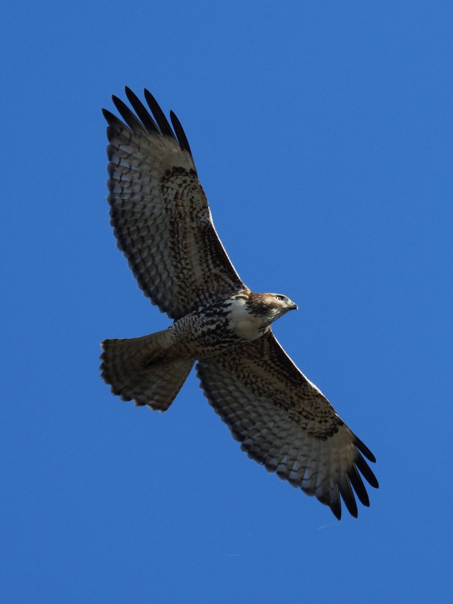 Red-tailed Hawk - ML645827431