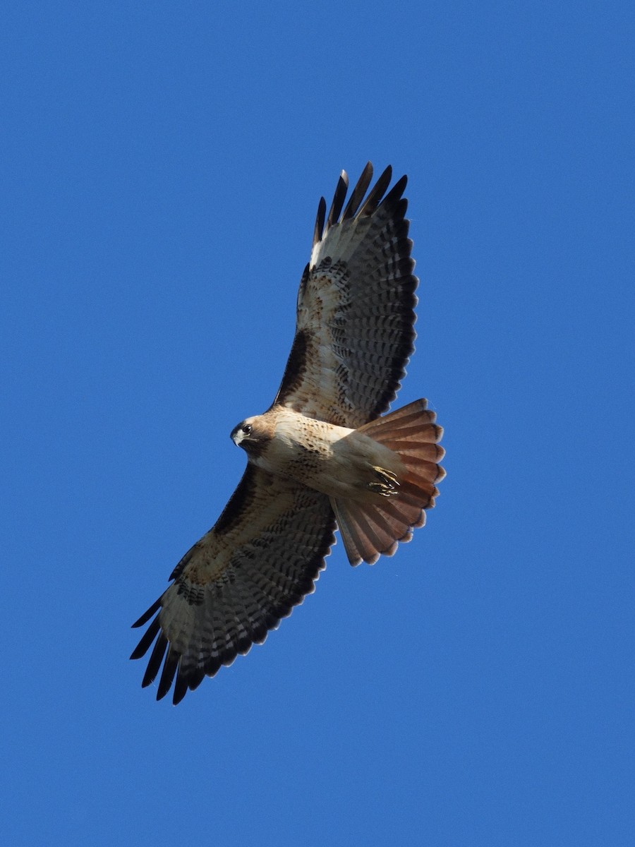 Red-tailed Hawk - ML645827432