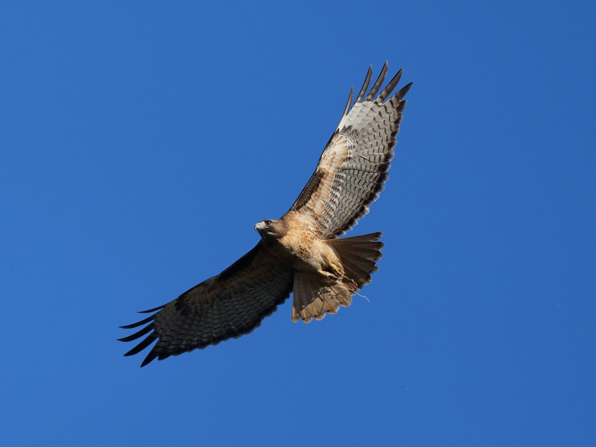 Red-tailed Hawk - ML645827433
