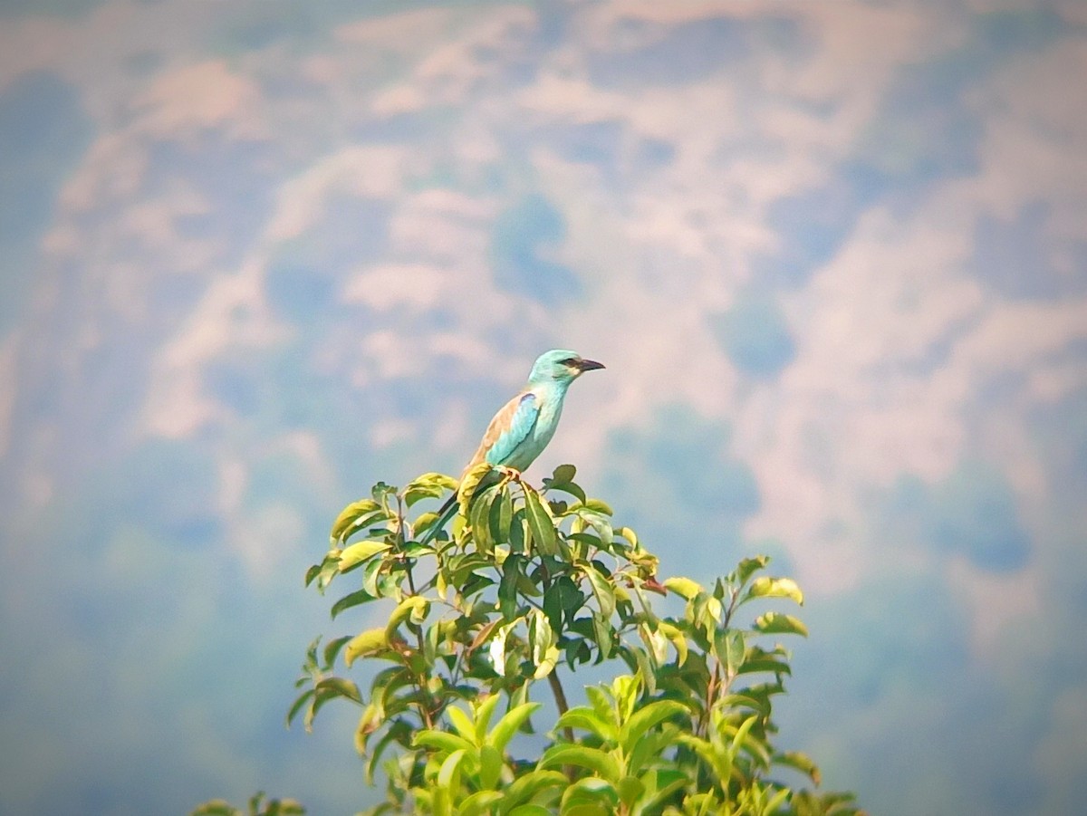 European Roller - ML645827444