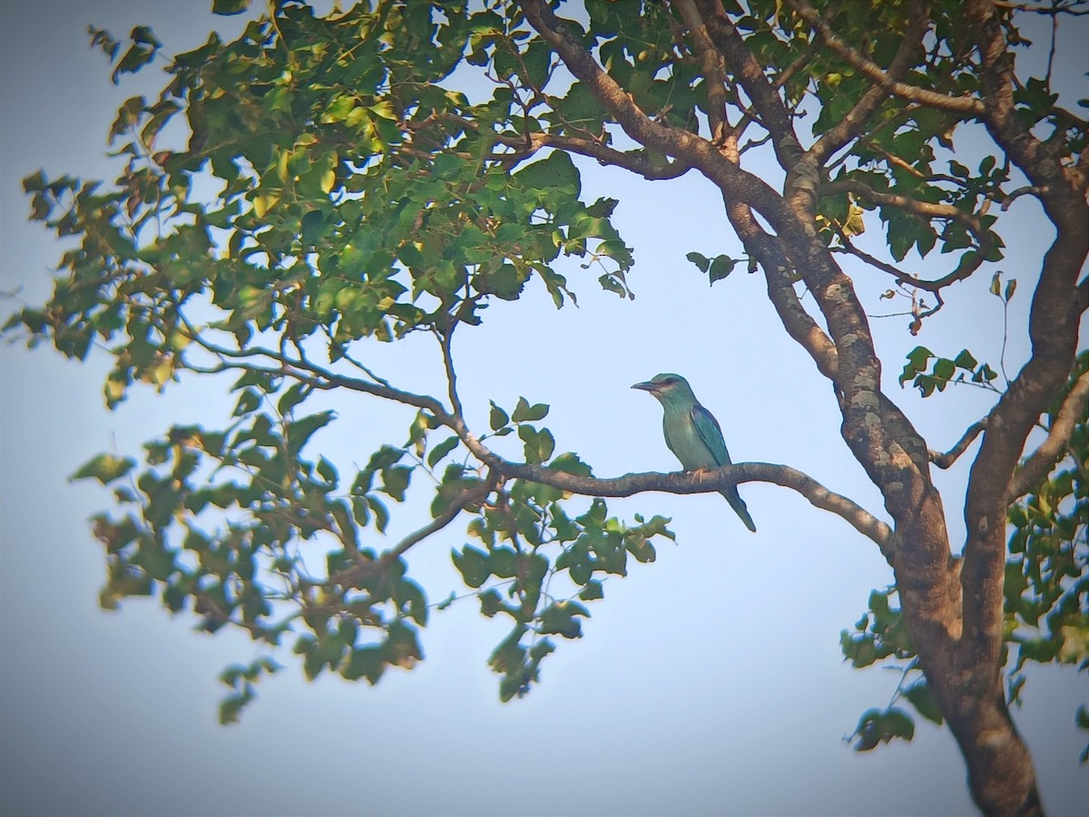 European Roller - ML645827445