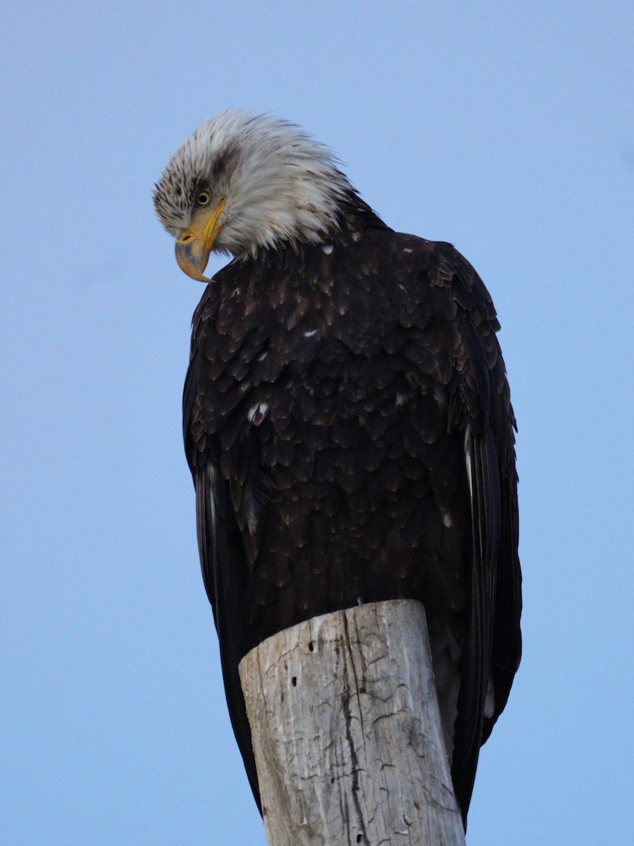 ハクトウワシ - ML645827453